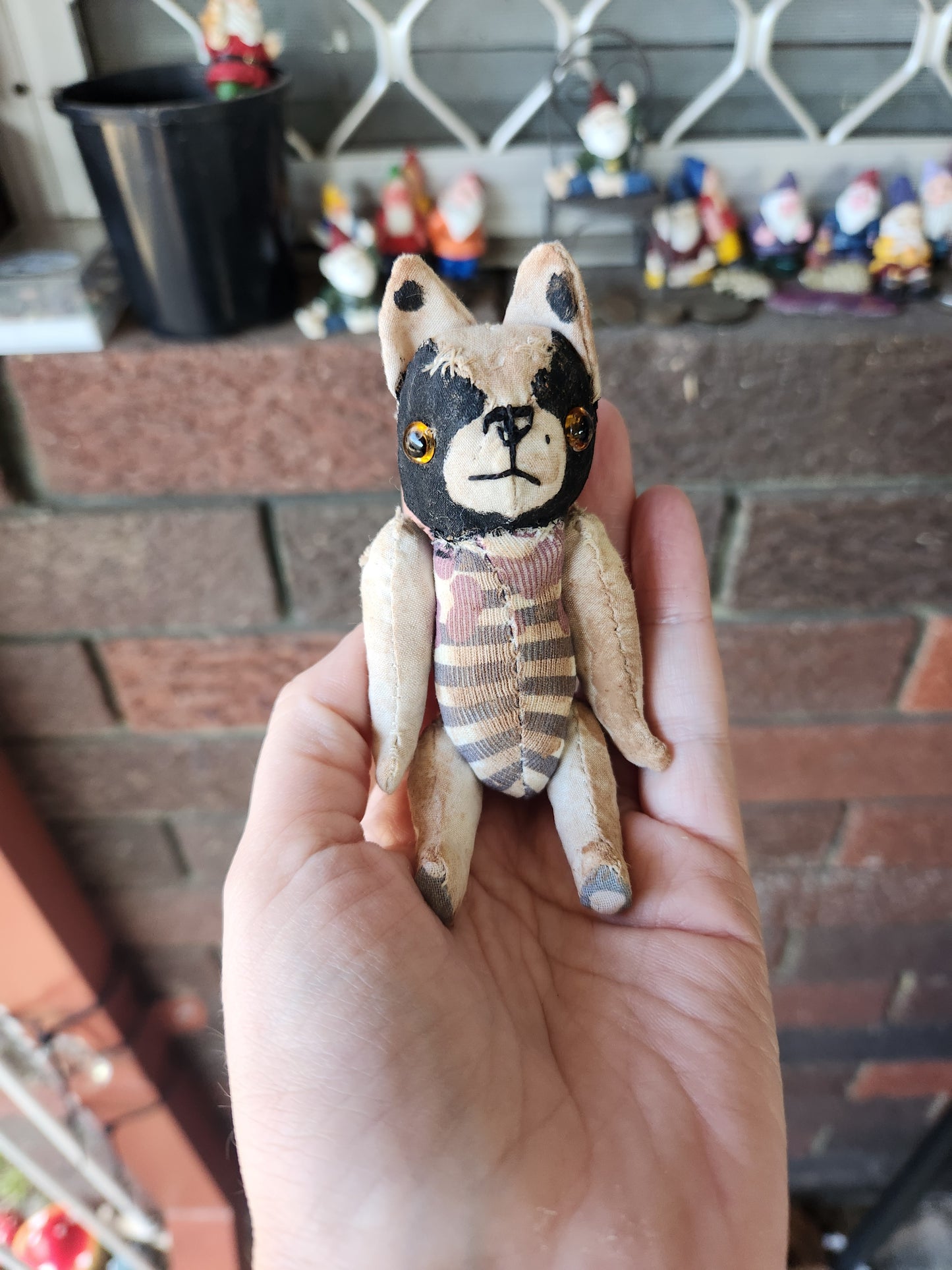 Raggy Boston Terrier