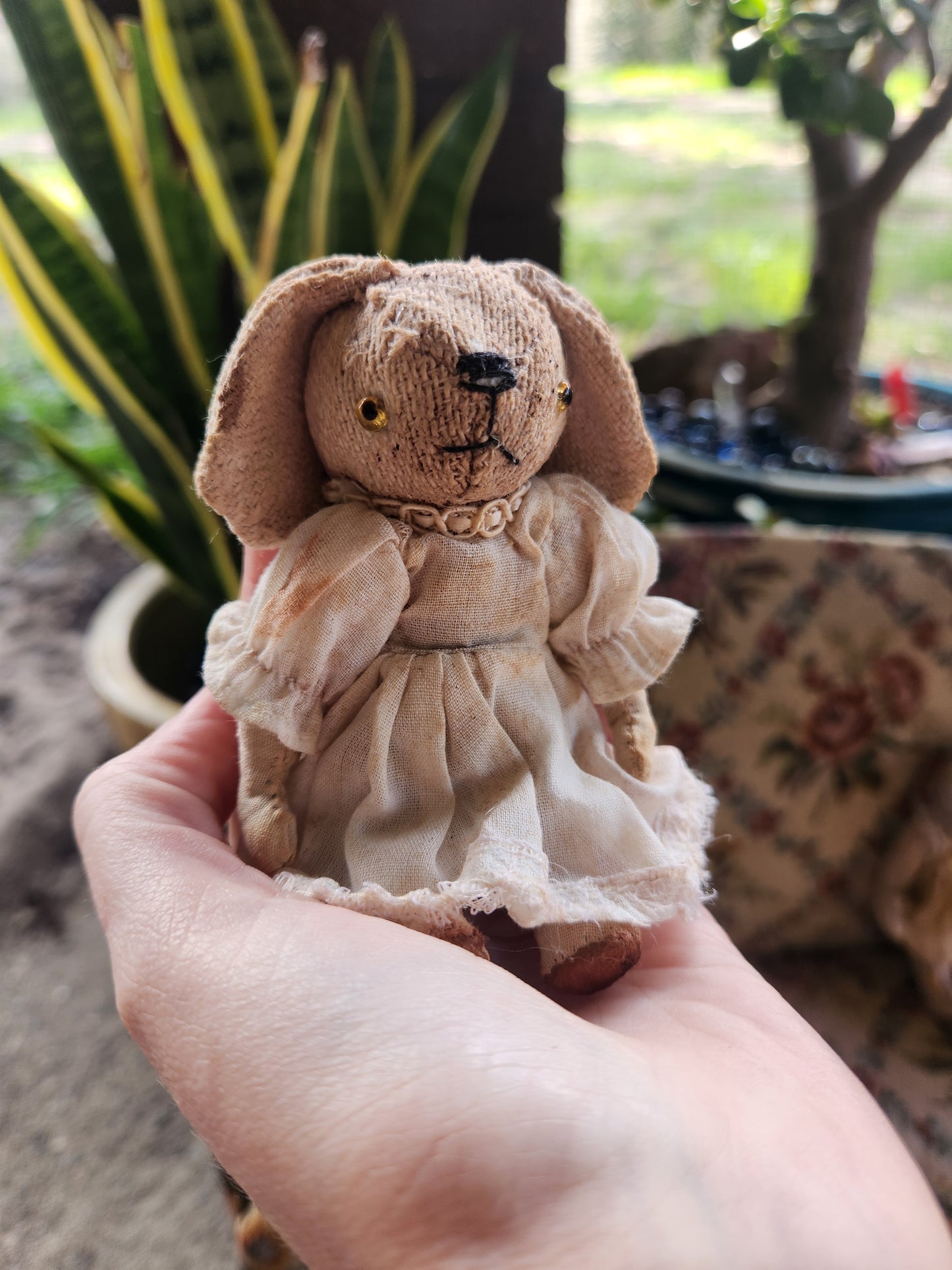 Raggy Dog