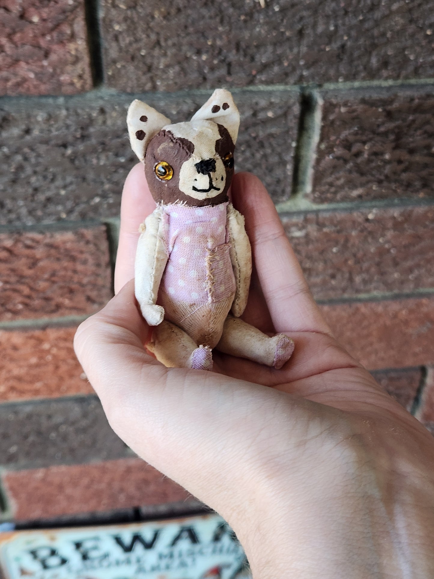 Raggy Boston Terrier