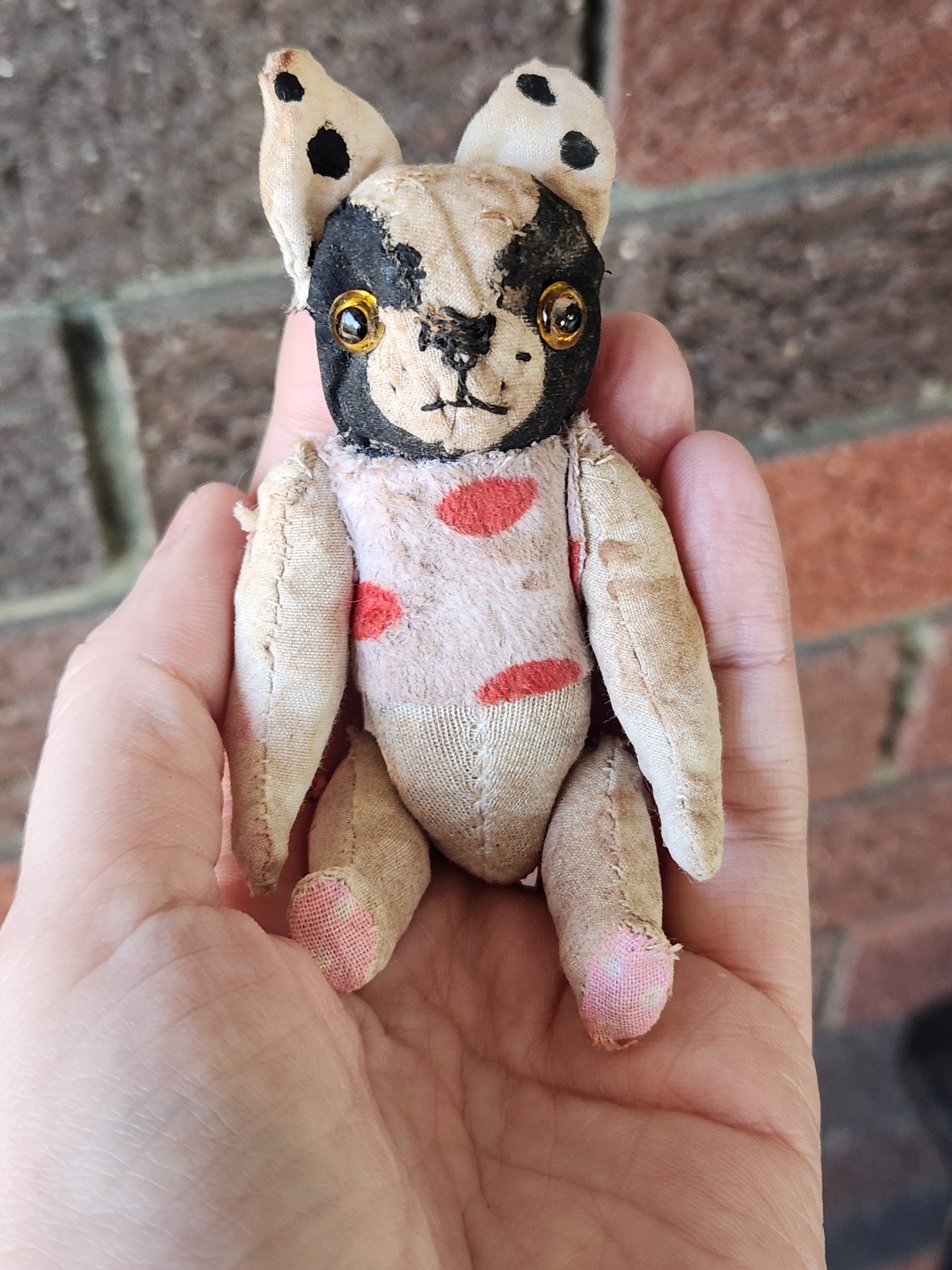 Raggy Boston Terrier