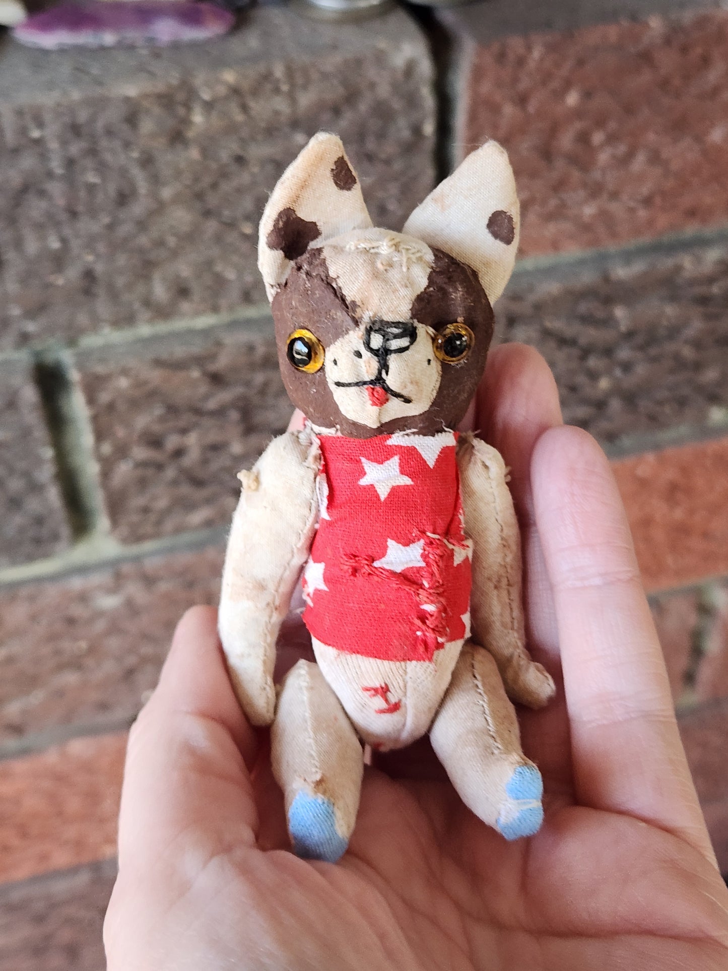 Raggy Boston Terrier
