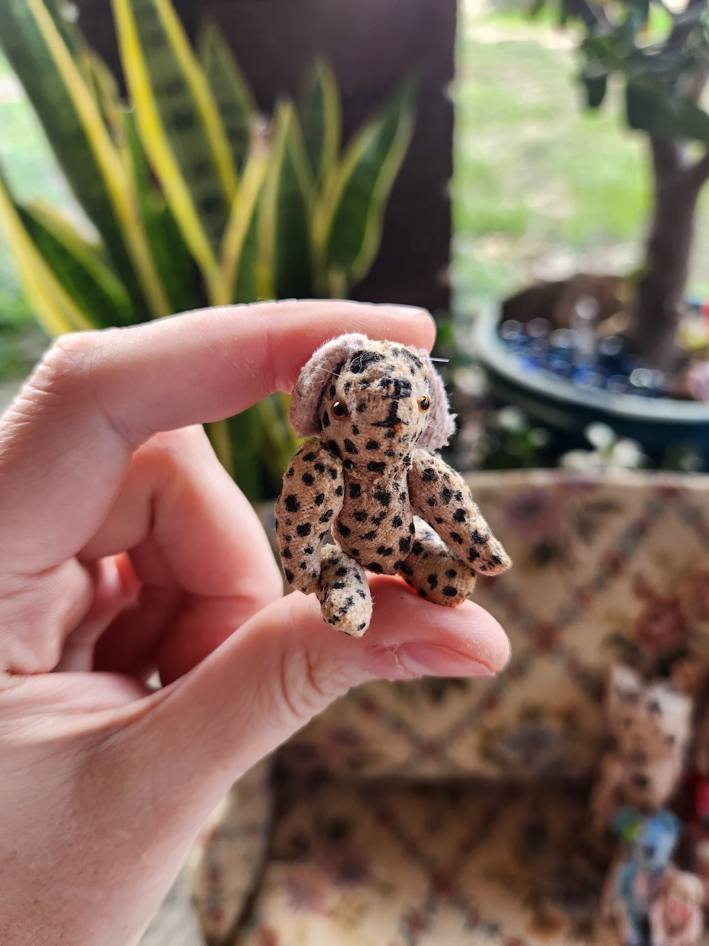 Raggy Dalmation