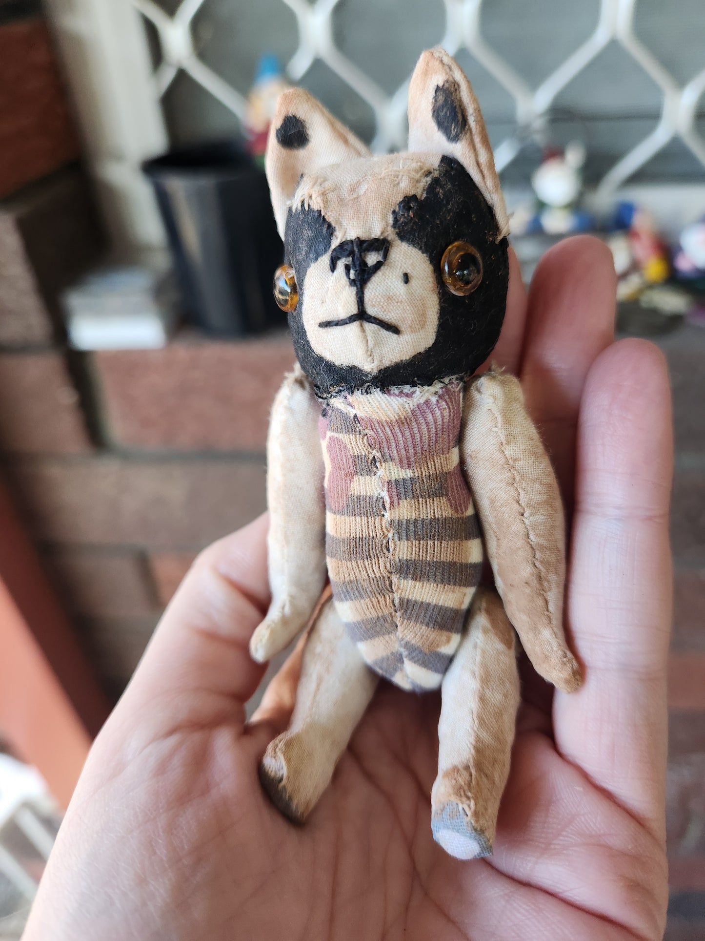 Raggy Boston Terrier